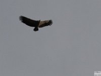 2026-10-17 Monte Velino 023